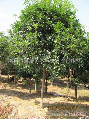 【昊龙现货供应桂花树桂花树价格量大优惠欢迎选购】浏阳市昊龙苗木种植专业合作社 - 产品库