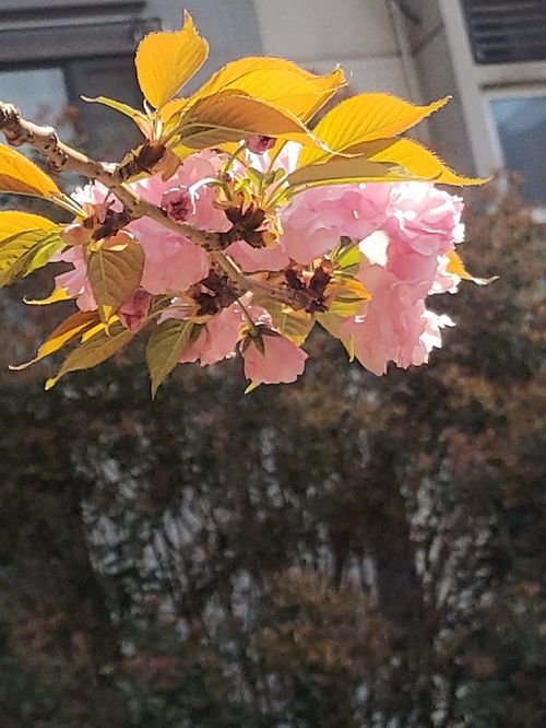 花卉系列