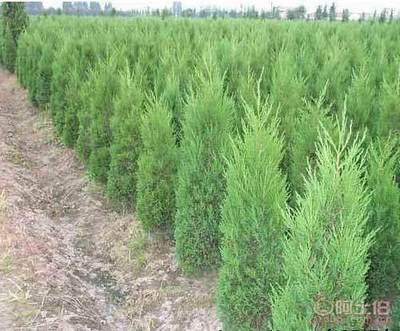 【小侧柏树苗/供应侧柏树苗/侧柏树苗价钱/山东侧柏树苗】泰安开发区通达苗木繁育中心 - 产品库