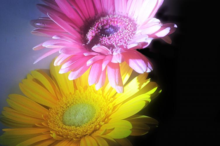 非洲菊图片花卉鲜花花朵菊花非洲菊