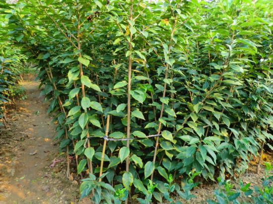 樱花小苗报价--山东樱花苗现货供应图片|樱花小苗报价--山东樱花苗现货供应产品图片由泰安市林源果品苗木合作社公司生产提供-