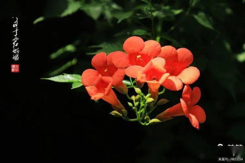 花卉摄影 映日干花红婀娜