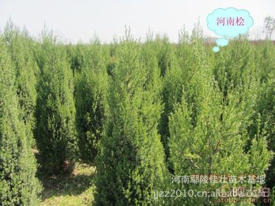 【优质河南鄢陵特产河南桧/松树河南桧柏桧柏造型销往全国】鄢陵县佳壮苗木场 - 产品库