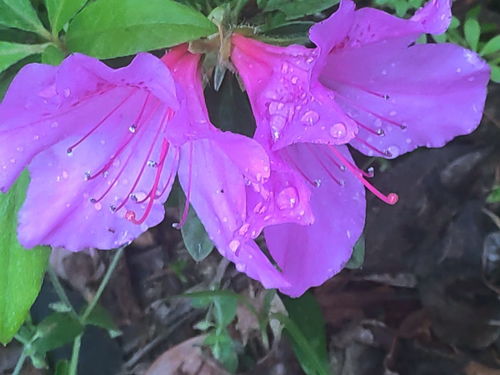 花卉系列