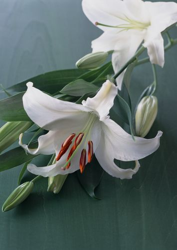 花朵背景图片(96) - 植物花卉 - 设计帝国