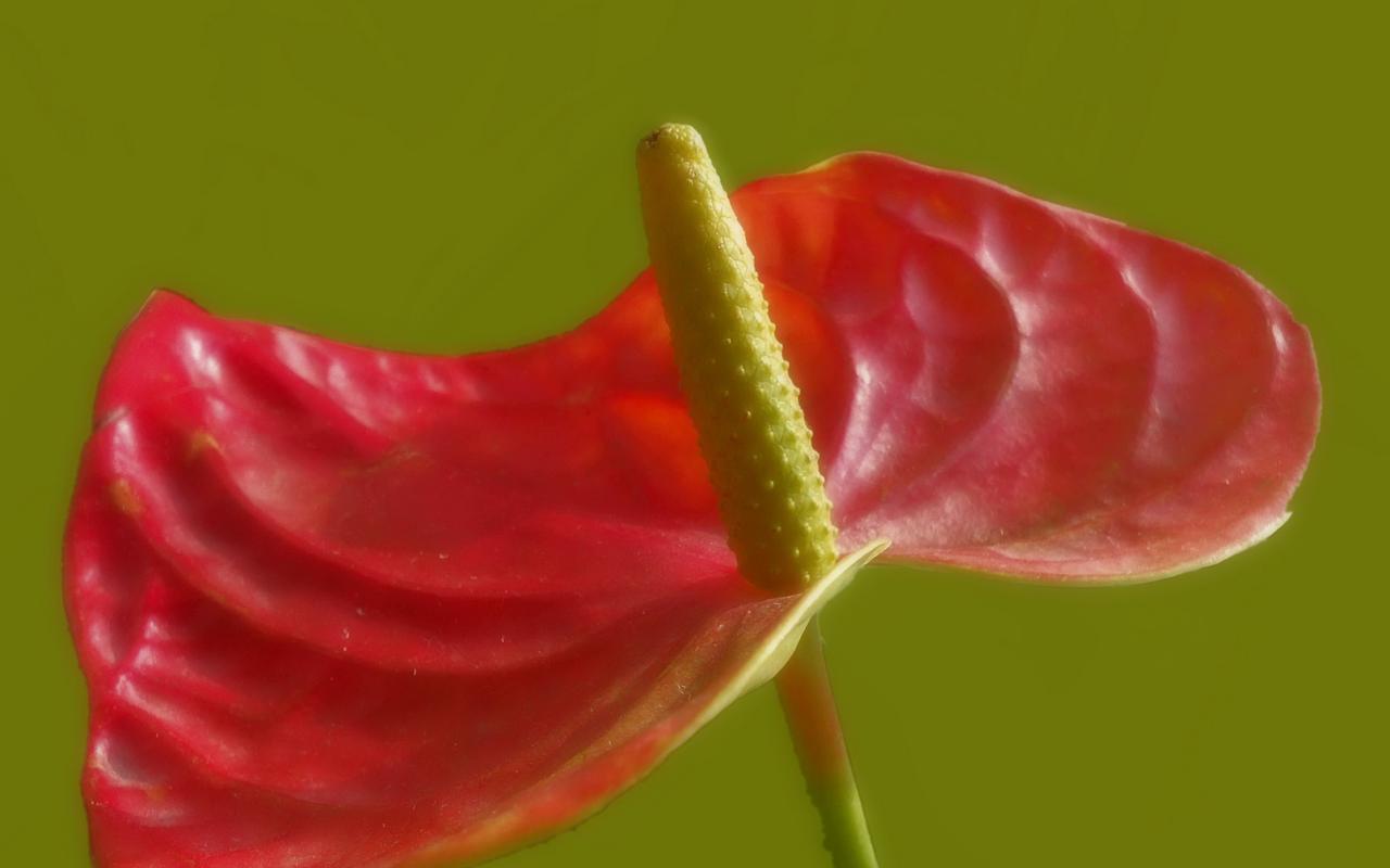 花卉,鲜花,花朵,红掌,植物花卉红掌图片 花卉,鲜花,花朵,红掌