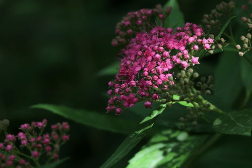 花卉 粉花绣线菊