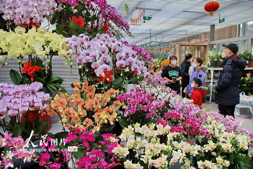 北京 600余万盆京产年宵花陆续上市