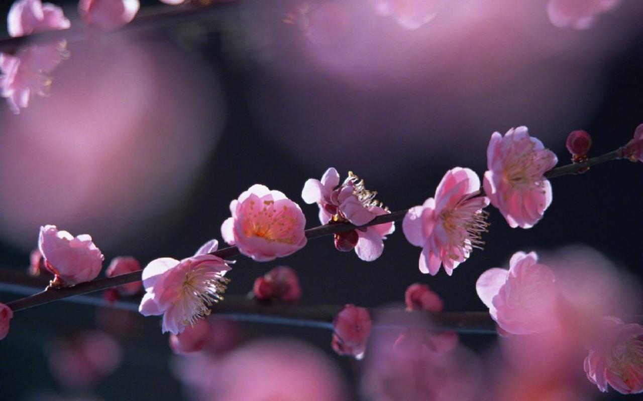 鲜艳唯美的花卉图片电脑壁纸