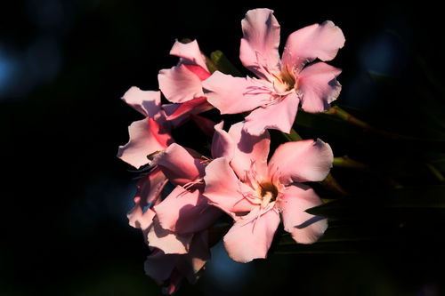 花卉随拍