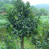 -新邵县四季青草业园林艺术苗圃场