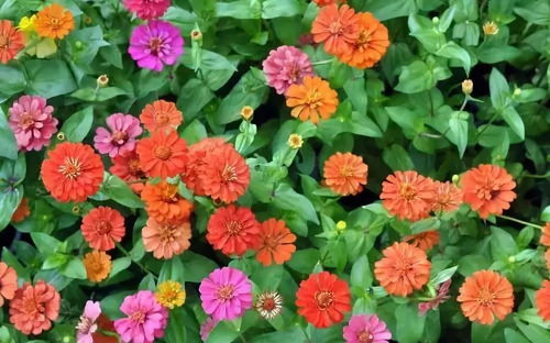 阳台上种上这7种盆栽花卉,一年四季花开不停,惊艳你的阳台