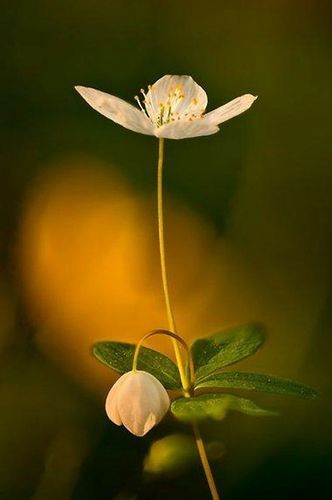清新花卉意境图片大全