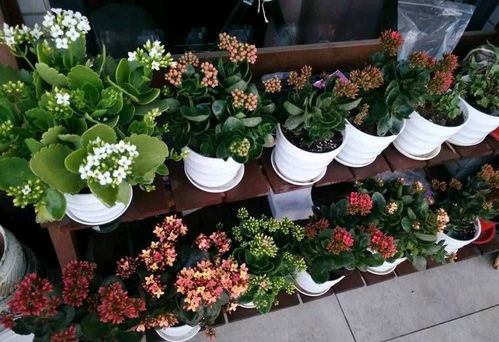 养好长寿花, 3步 很关键,花色艳 花量大 花期长