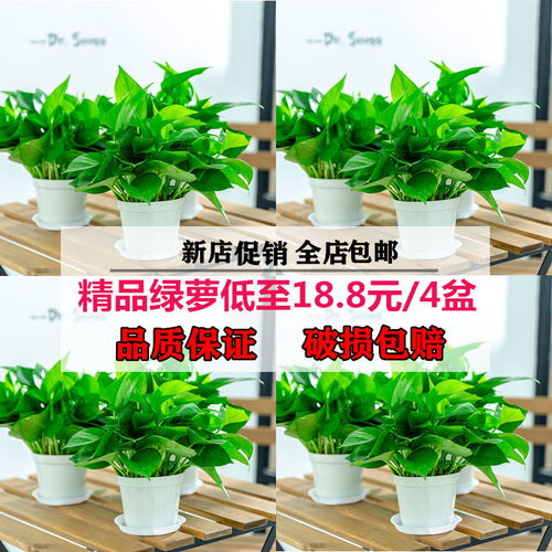 精品绿萝绿植花卉新房吸甲醛植物长藤大盆景客厅室内四季盆栽花苗
