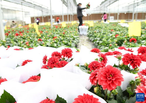 河南济源 大棚鲜花俏市场
