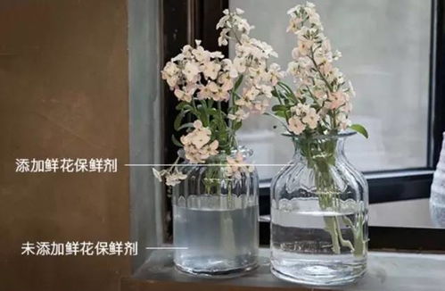 一招 如何让玫瑰开得更久,看这里就够了