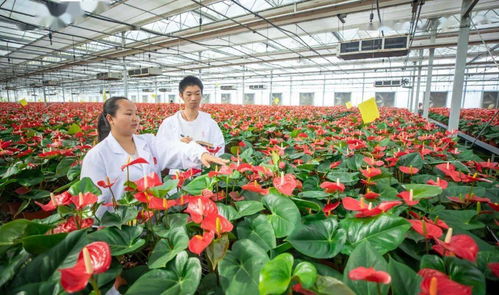 喜迎党代会 我们这五年 鲜花绽放的 美丽经济