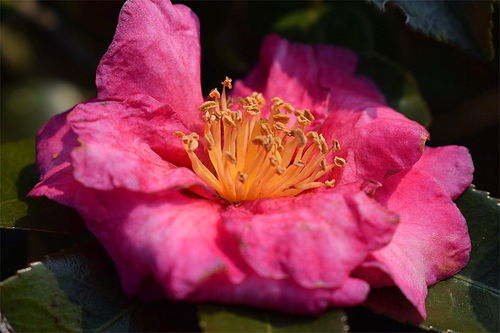 花卉