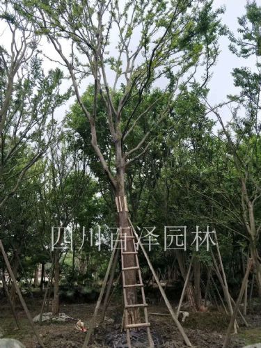 崇州苗木批发多少钱