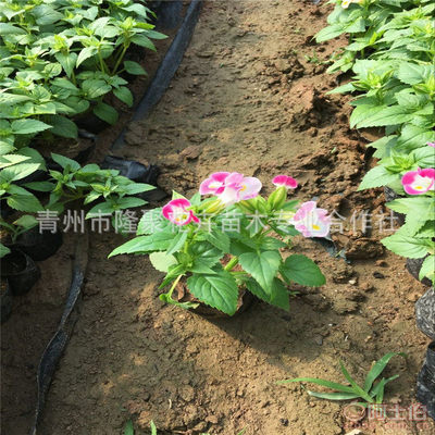 【厂家直销绿化植物夏堇花卉苗批发吊盆花卉夏堇花草苗可盆栽】青州市隆聚花卉苗木专业合作社 - 产品库