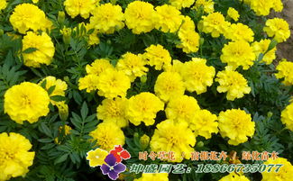 山东孔雀草基地,孔雀草花坛租摆供应