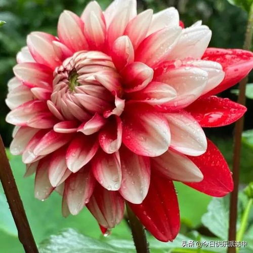 分享图片 精品大丽花.花娇色艳.花开双色.争奇斗艳