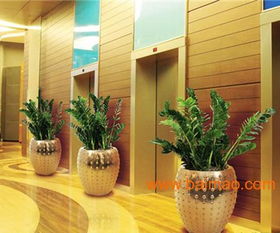 济南市办公室花卉绿植租摆租赁,济南市办公室花卉绿植租摆租赁生产厂家,济南市办公室花卉绿植租摆租赁价格