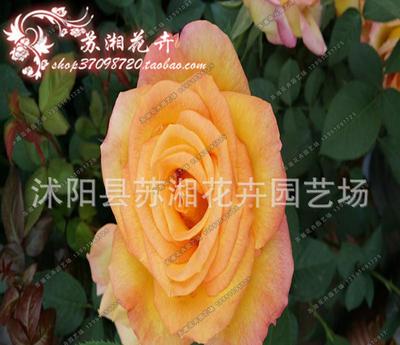 江苏藤本月季, 大花月季,江苏墙梅(图)