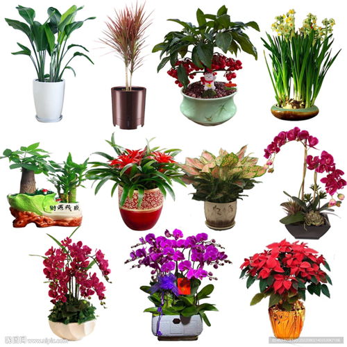 春节花卉 盆景设计图