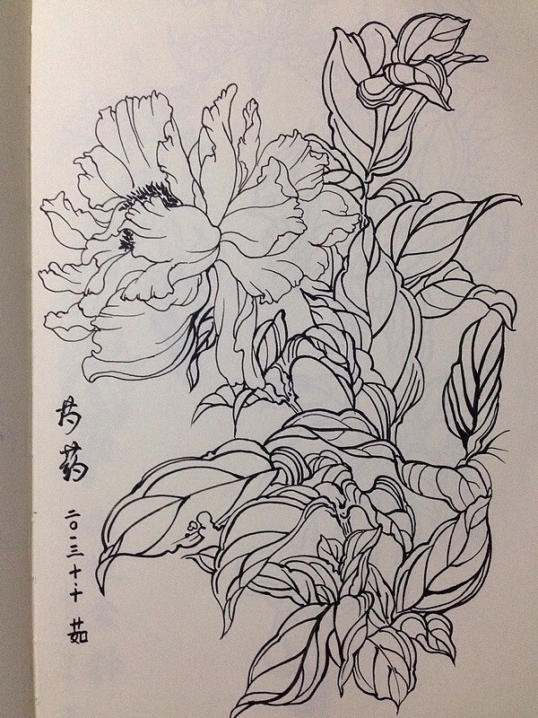 花卉 线稿|插画|涂鸦/潮流|小茹的画画世界 