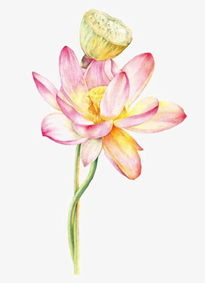 手绘花卉PNG图片素材下载_花卉PNG_熊猫办公
