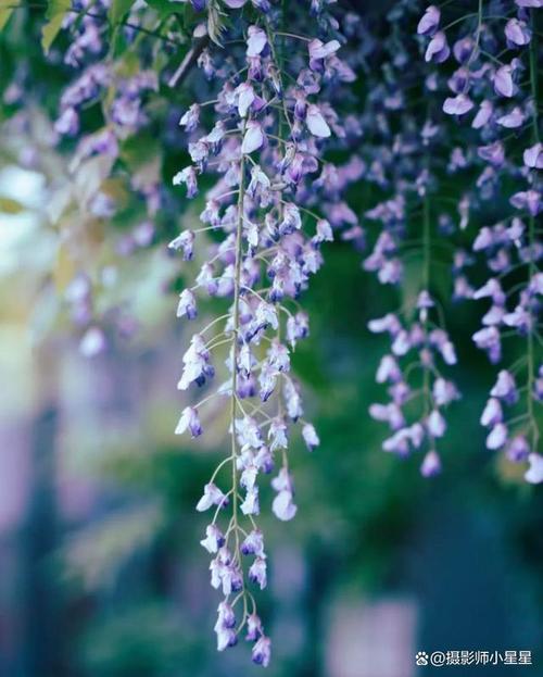 「干货」花卉摄影的10大构图方法,记得收藏!