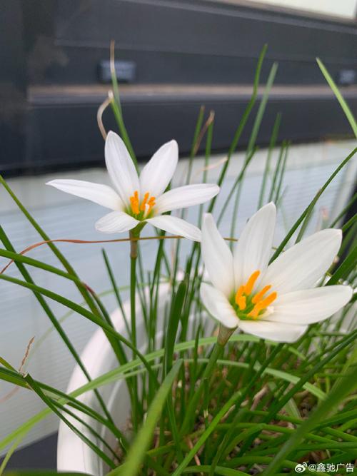 安庆##花园##花卉##植物##秋天