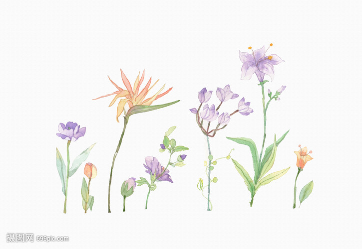 水彩花卉素材