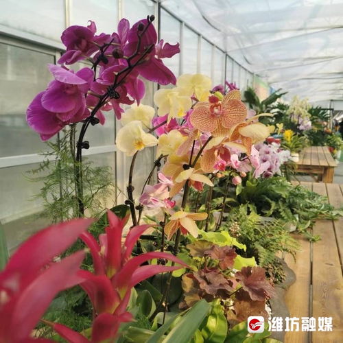 潍观丨汇聚品牌强盛的 潍坊力量