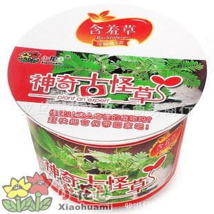 花卉盆栽系列 厂家直销 植物 DIY植物 微型花卉 创意礼品 神奇古怪草 含羞草图片|花卉盆栽系列 厂家直销 植物 DIY植物 微型花卉 创意礼品 神奇古怪草 含羞草产品图片由义乌市尖口电子商务商行公司生产提供-