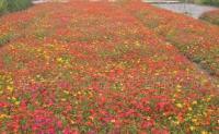 太阳花、用于花坛、广场、花园、[供应]_花卉_世界工厂网中国产品信息库