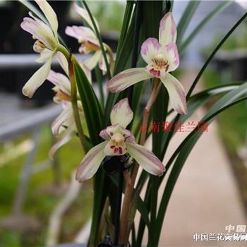 云南春兰精品色花 1龙头苗2芽点2336