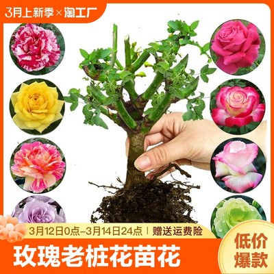 当前网购流行产品
