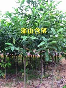 厂家批发叶白兰长7-15厘米供应深山含笑花卉图片_高清图_细节图-卉友(福建)生态科技 -