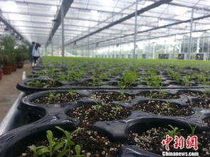 中国花博会生物科技园开园 将成国内顶级苗朩基因工厂