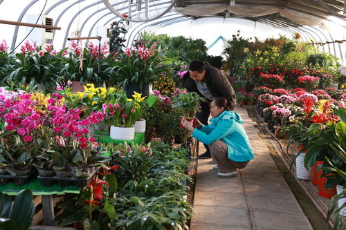 河北故城 新春花卉市场火热