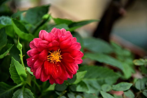 2024花卉植物赏析