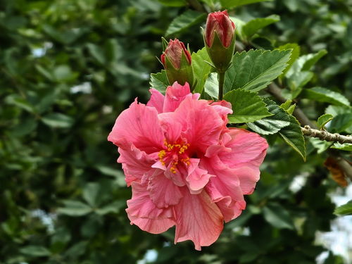 拍摄花卉一 366