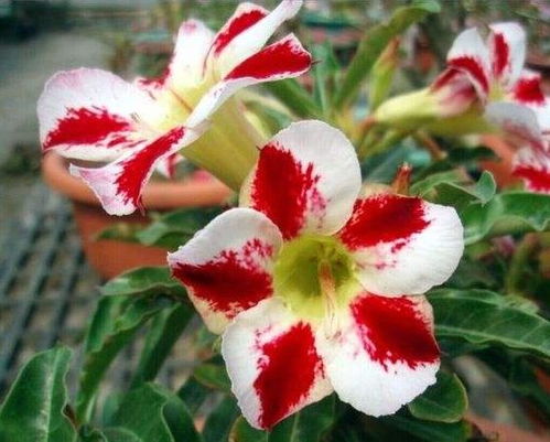 6月二十五日,家养此款花卉,开花美长势旺,黄绿交辉,内敛美