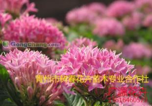 供应宿根花卉 地被植物_传媒、广电_世界工厂网中国产品信息库