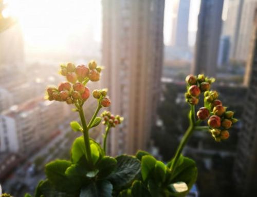 长寿花修剪很重要,枝条别乱扔,随手插进土里,从此不用买花了 花卉