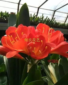 倒计时1天,春季花卉日用品展就要开始了 清明小长假首选好去处......