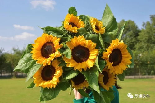 2021上海宝山花艺节5月1日开幕,门票预约通道